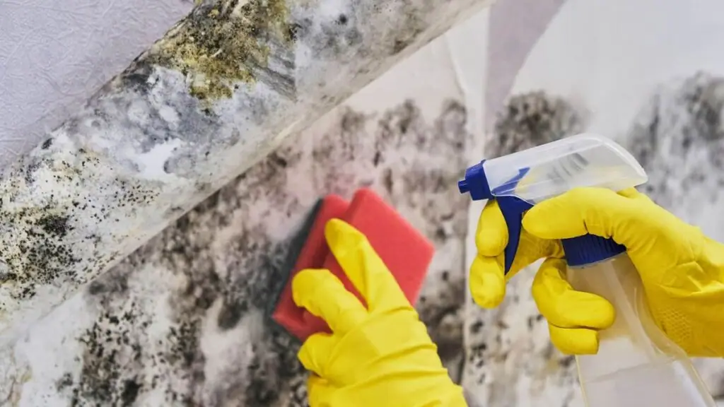 How To Remove Fungus From Walls