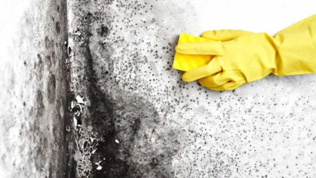 How To Remove Mold From The Walls In The Apartment