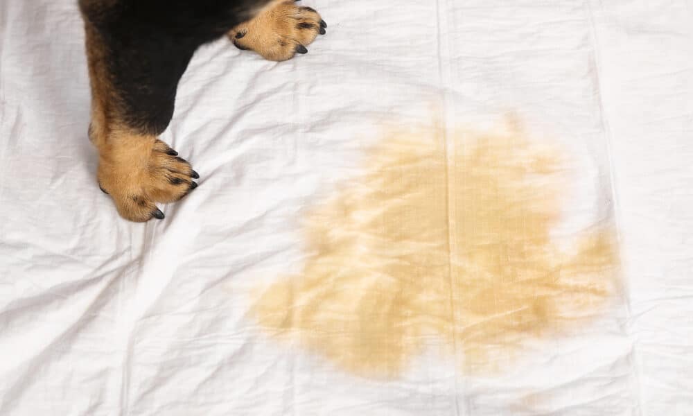 How to Clean Dog Pee from Your Mattress: A Step-by-Step Guide